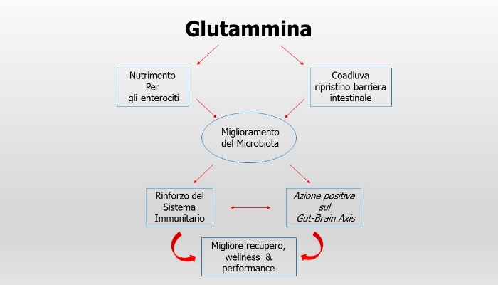 L-Glutamine and Integration