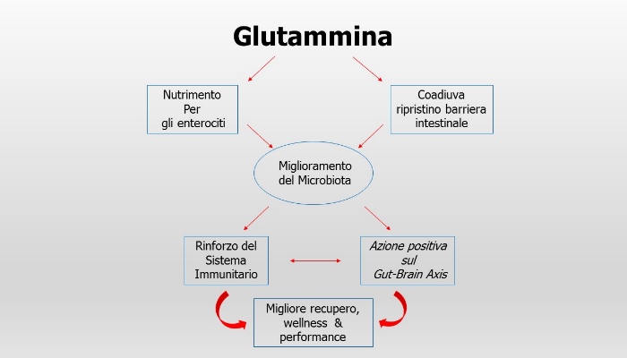 glutammina