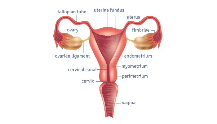 PCOS: Polycystic Ovary Syndrome